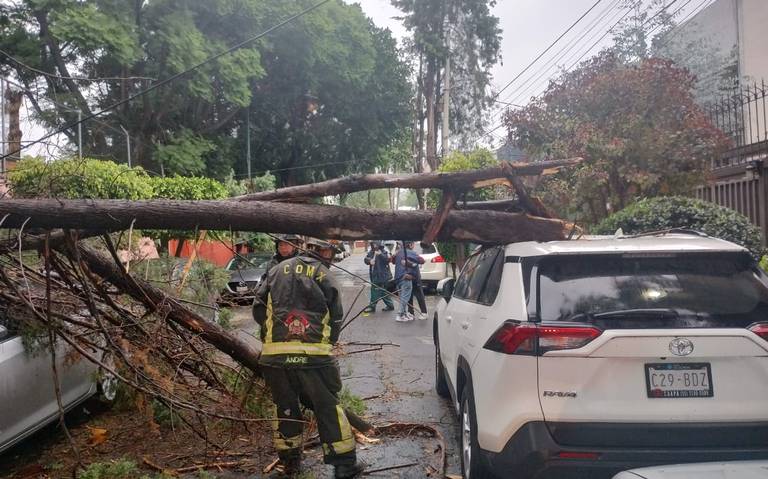 Caen Rboles En Alcald As De La Cdmx Por Lluvia Granizo Y Viento